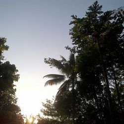 Low angle view of trees against sky