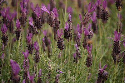 Close-up of purple flowering plants on field