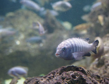 Close-up of jellyfish swimming in aquarium