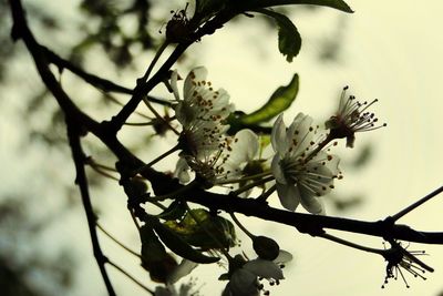 Low angle view of tree branches