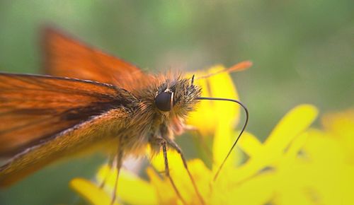 Close-up of bee pollinating on yellow flower