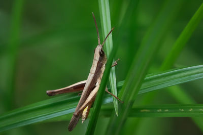 Close-up of insect on plant