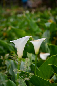 Close-up of white flower blooming outdoors