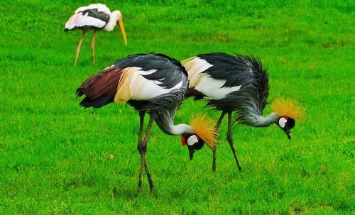 Side view of a duck on field