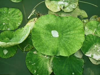 Close-up of water drops on leaves