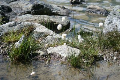Rocks in pond