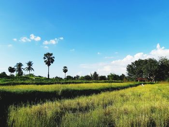 Scenic view of agricultural field against sky