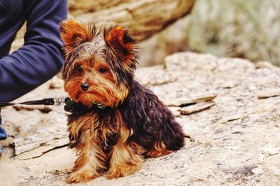 Portrait of a dog sitting on rock