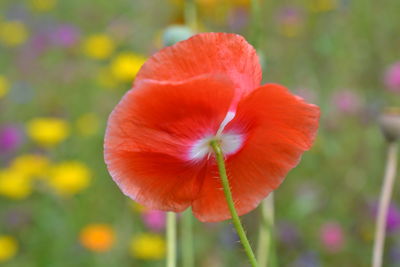 Close-up of red flower