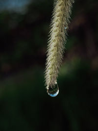 Close-up of wet plant