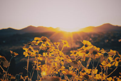 Yellow flowering plants on field against sky during sunset