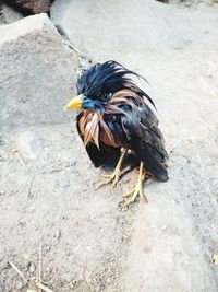 High angle view of bird