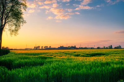 Scenic view of agricultural field against sky during sunset