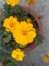 Close-up of yellow cosmos flower