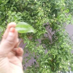 Cropped image of person holding leaves