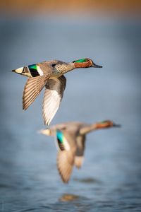 Close-up of bird flying over lake