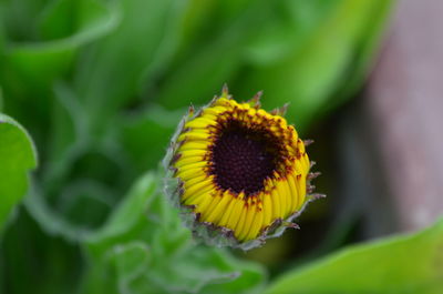 Close-up of yellow flower blooming outdoors