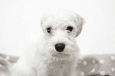 Close-up portrait of dog sticking out tongue