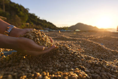 Woman hand on pebbles at beach against sky during sunset