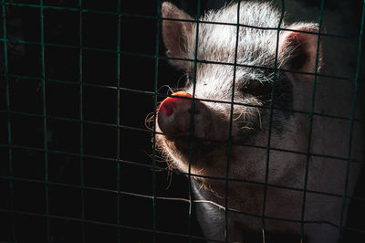 Close-up of cat in cage at zoo