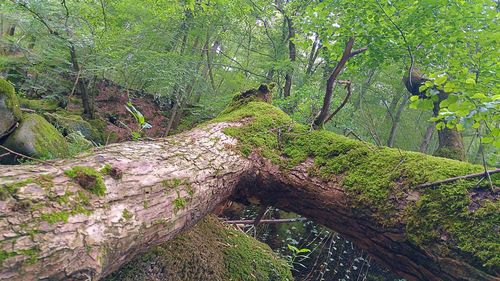 Low angle view of lizard on tree