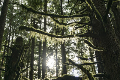Low angle view of trees in forest
