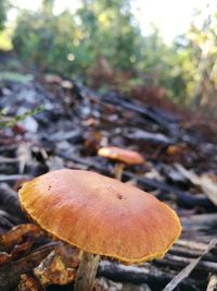 Close-up of mushroom