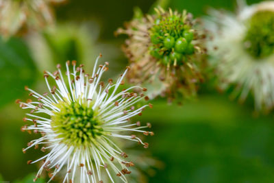 Close-up of flowering plant