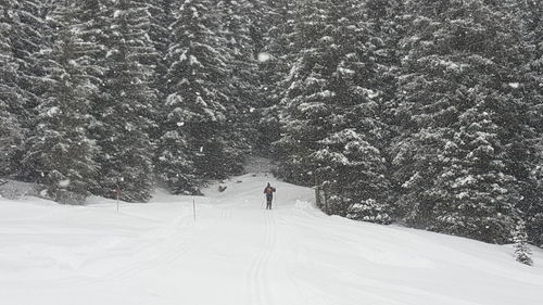 Person skiing amidst trees on snow covered field