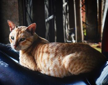 Portrait of ginger cat sitting