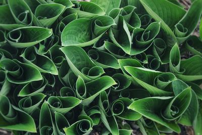 Full frame shot of succulent plant