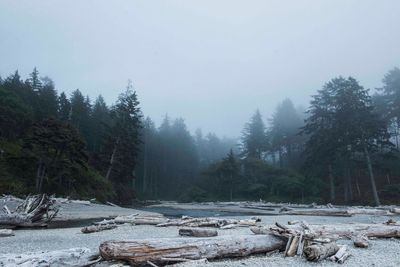 Driftwood in foggy weather at olympic national park