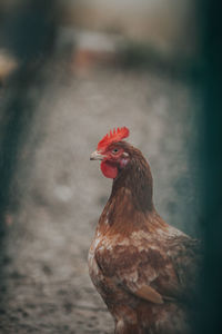 Close-up of hen outdoors