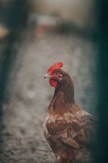 Close-up of hen outdoors