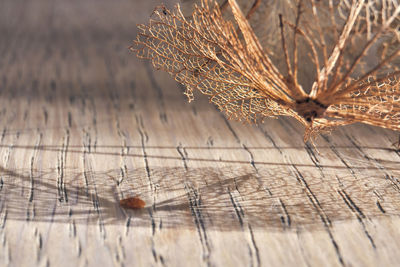 Close-up of dry leaves on table