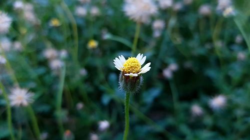 Close-up of white flowering plant