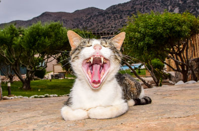 Cat yawning on field against mountains