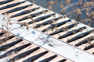 Close-up high angle view of a greed