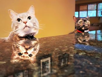 Cats at the table