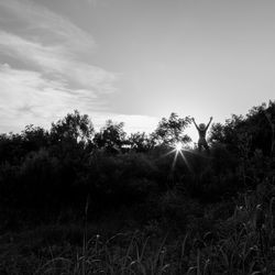 Trees on field against sky