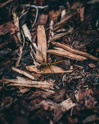 Close-up of dried leaves on wood in forest