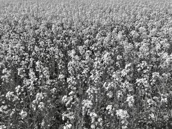 High angle view of flowering plants on field