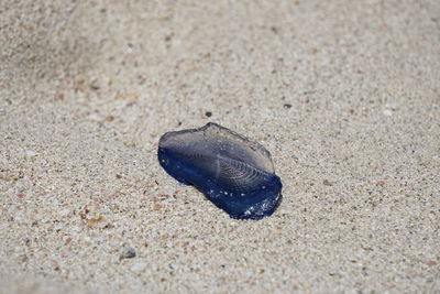 High angle view of fish on beach