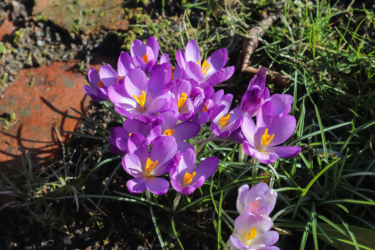 plant, flowering plant, flower, beauty in nature, freshness, crocus, fragility, growth, petal, purple, nature, close-up, iris, inflorescence, flower head, wildflower, land, no people, day, field, high angle view, outdoors, sunlight, grass, botany, springtime, focus on foreground