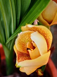 Close-up of yellow rose flower