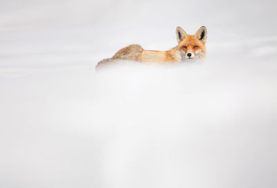 Fox on field during winter