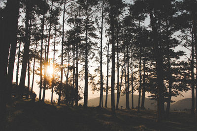 Sunlight streaming through trees in forest