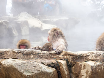 Japanese snow monkey in hot spring