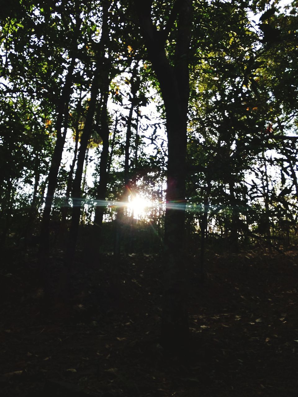 tree, nature, sunbeam, sun, sunlight, lens flare, beauty in nature, no people, scenics, outdoors, tranquility, day, sky