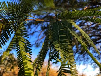 Low angle view of palm tree leaves